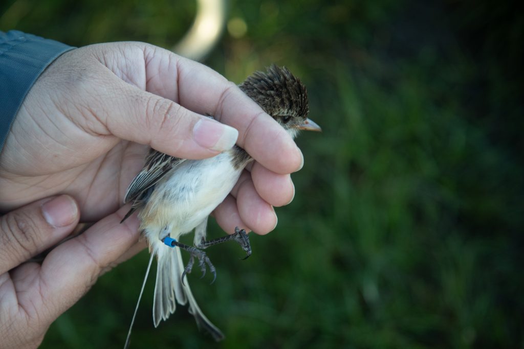 Bird Ringing Strange-tailed Tyrant