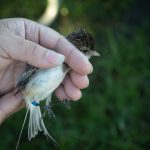 Bird Ringing Strange-tailed Tyrant