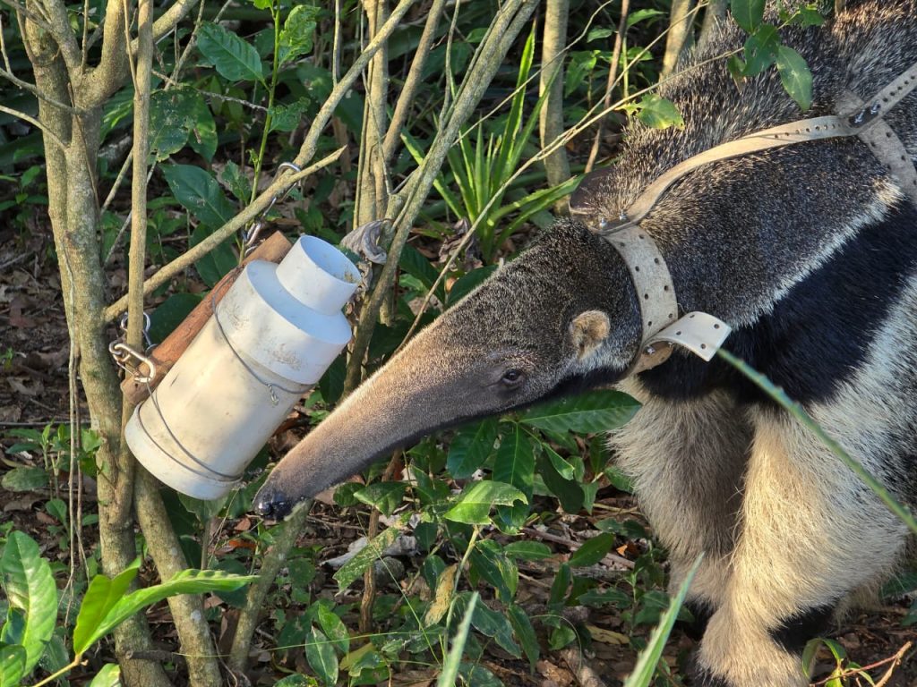 Oso hormiguero, Giant Anteater