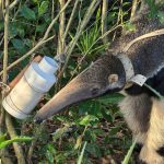 Oso hormiguero, Giant Anteater