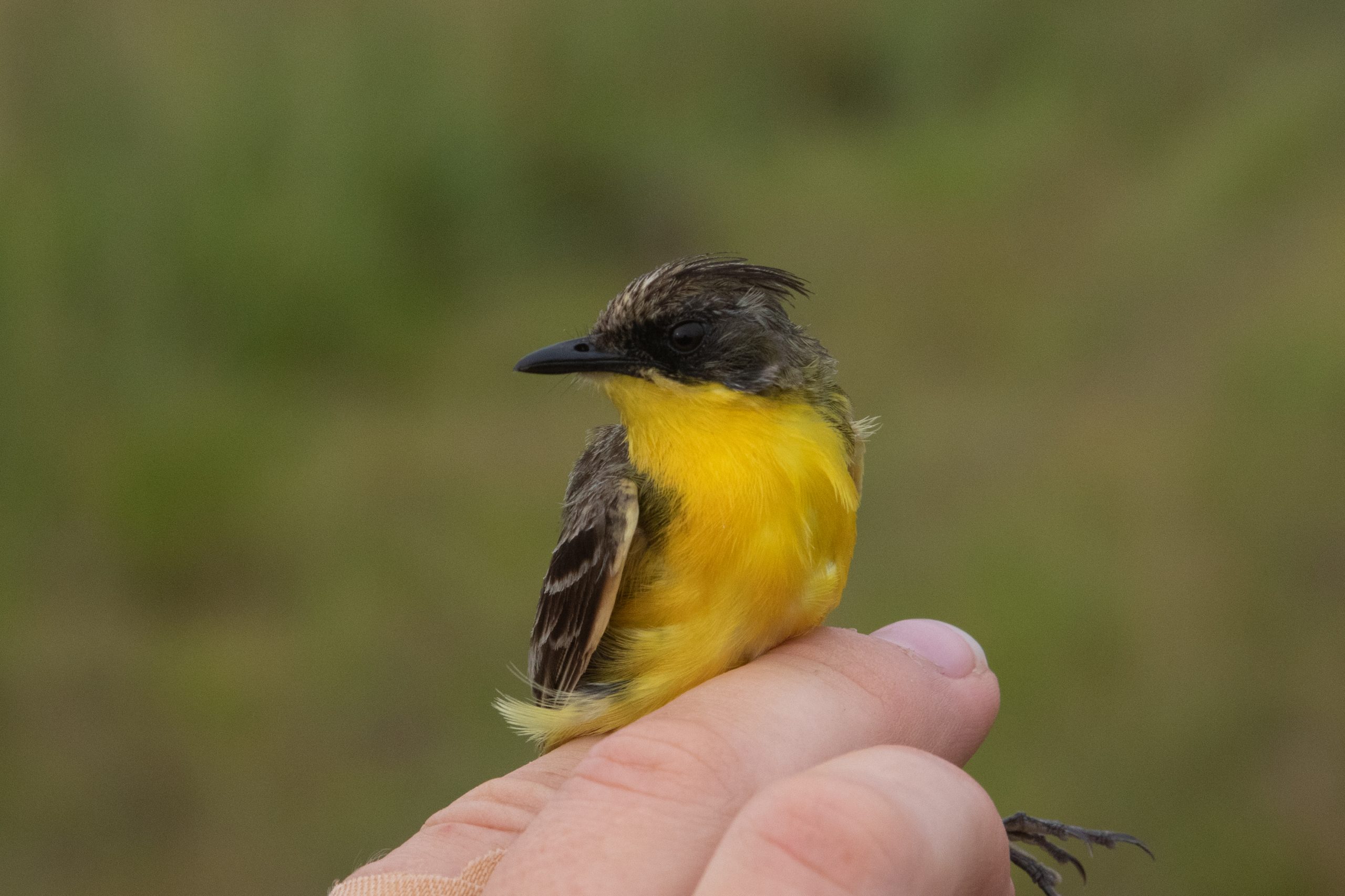 Bird ringing: Crested Dorado