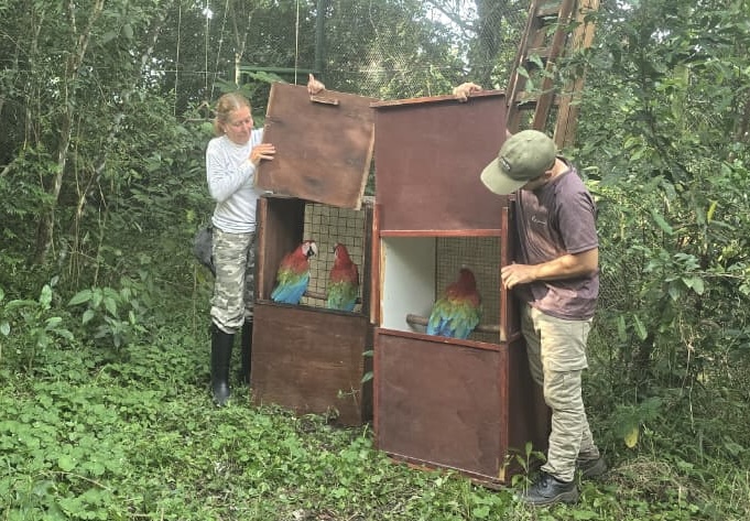 Release of 3 more Macaws