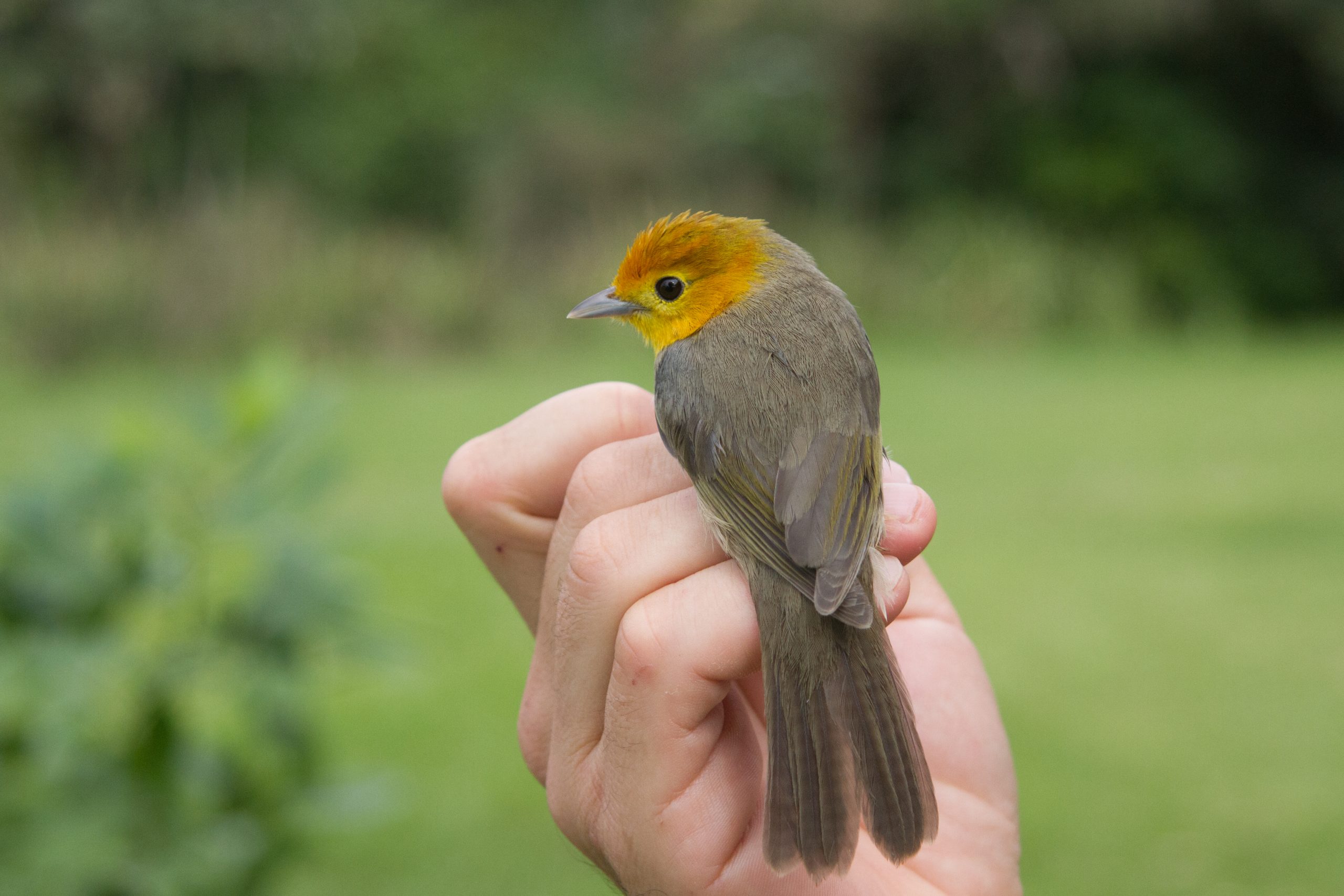 Bird ringing: Orange-headed Tanager
